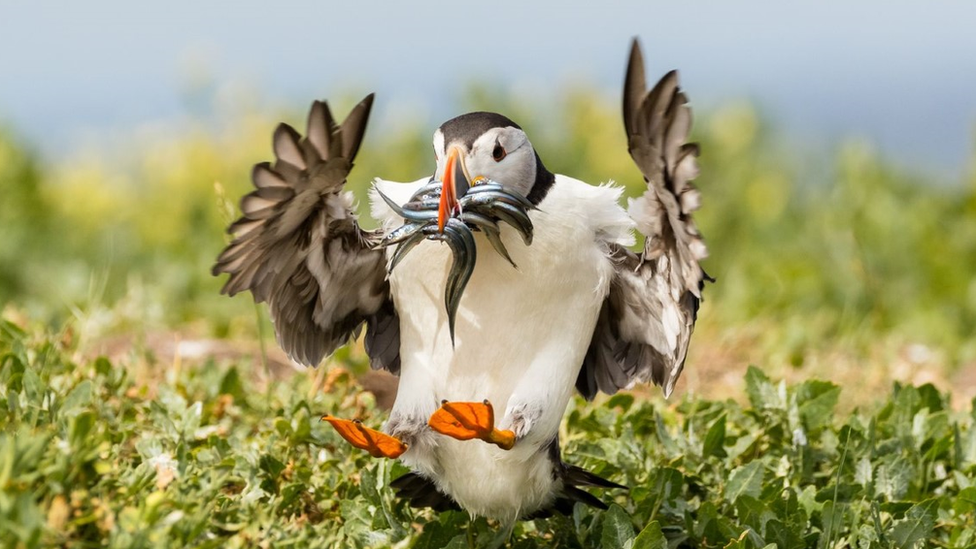 A Puffin With Sand Eels Landing.