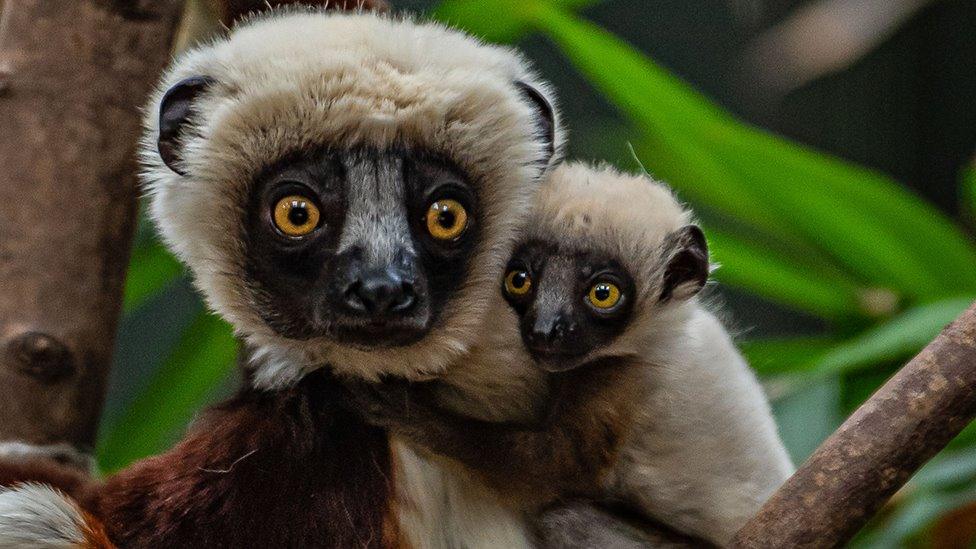 The baby Coquerel's sifaka with its mother