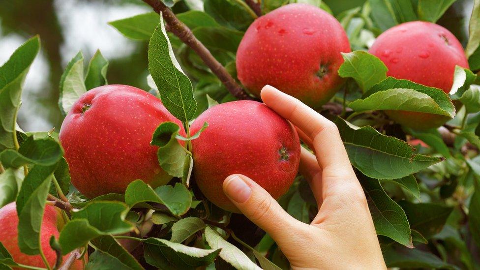 Apples being picked