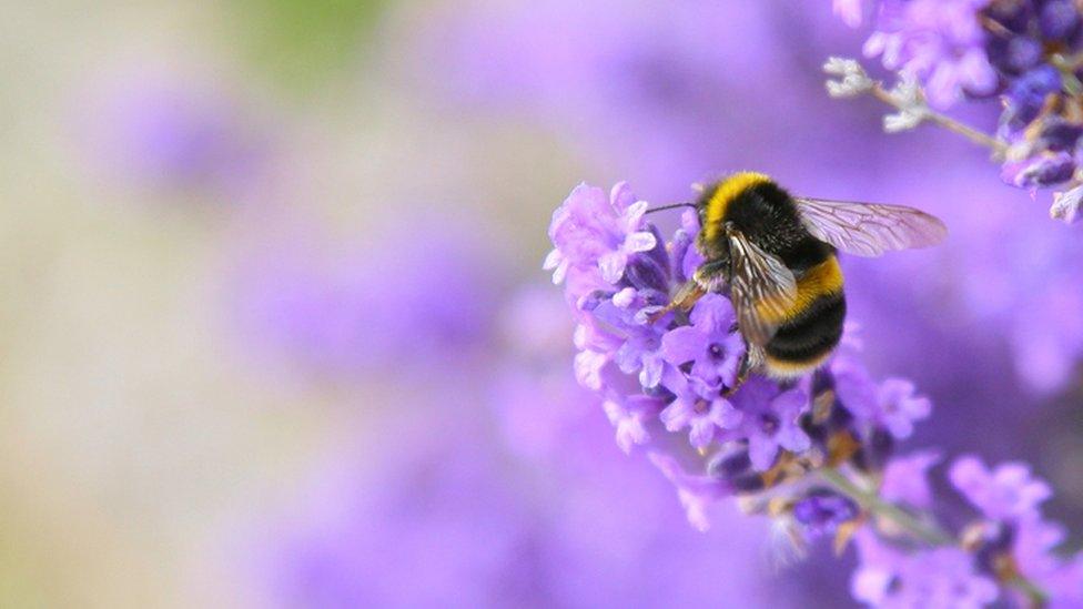 a bee on lavender flowers.