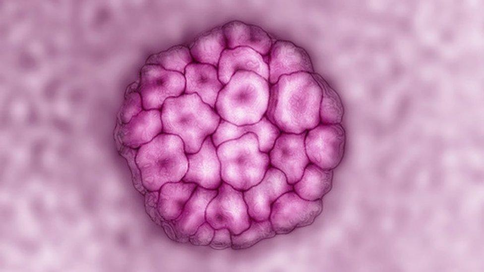 HPV as seen under a microsope