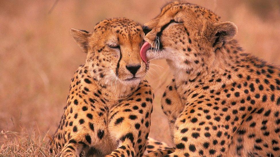 Cheetahs