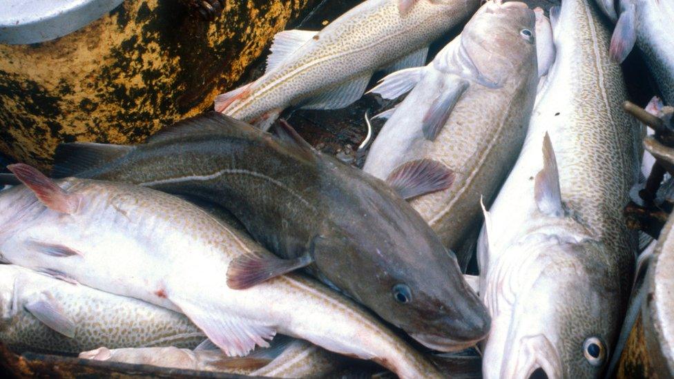 Cod on a fishing boat