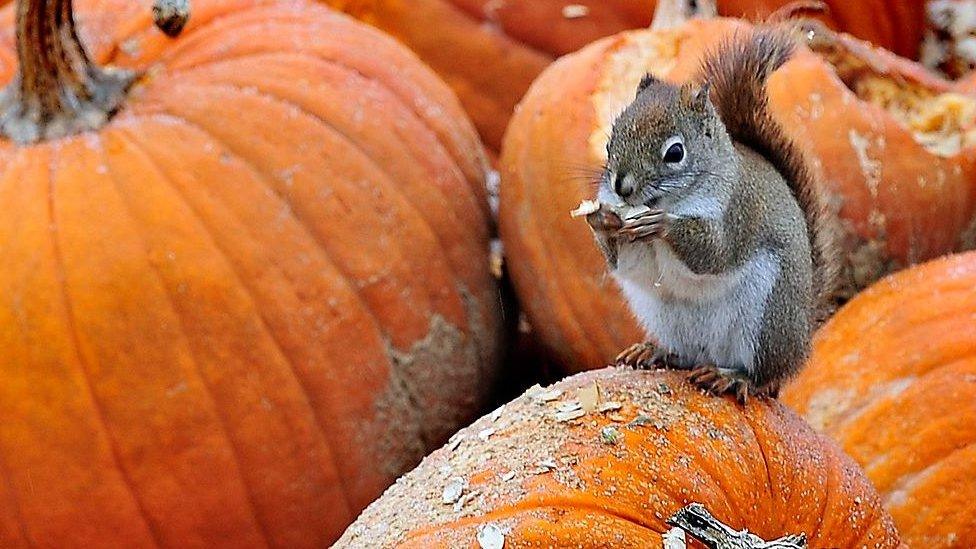 A squirrel takes advantage of some pumpkin leftovers