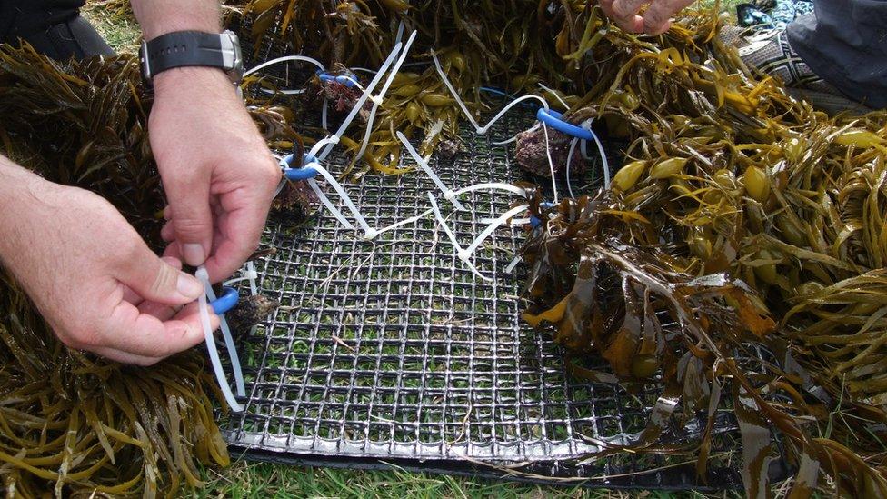 Tying the crayweed to metal mats (Image: John Turnbull)