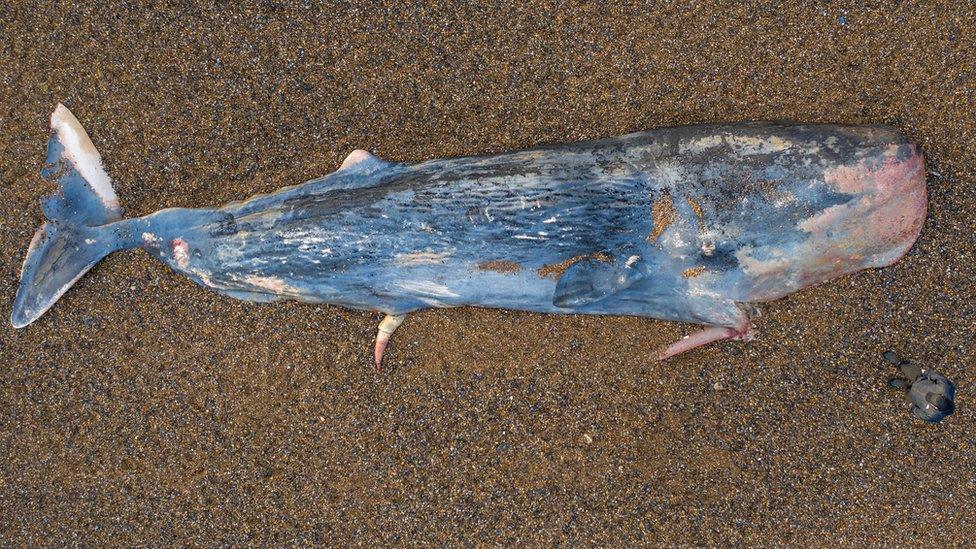 Dead sperm whale at Weybourne