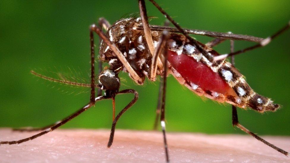 The Aedes aegypti mosquito which transmits Zika virus