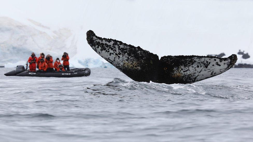 People watching a humpback whale