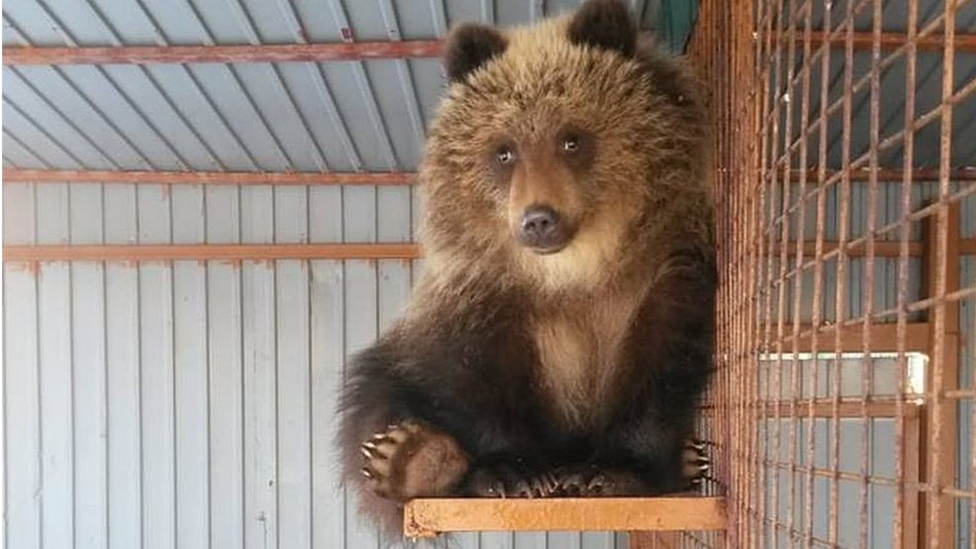 Bear rescued in Russia after poachers killed mother 2018