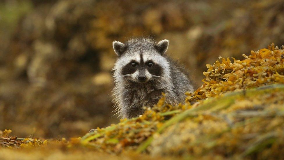 Raccoon