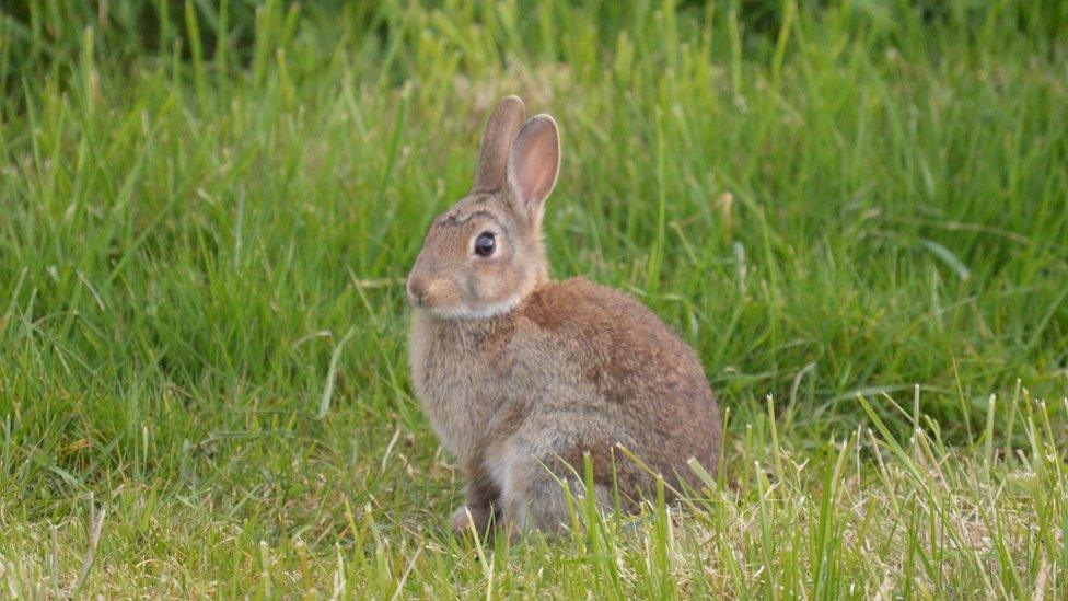 Wild rabbit