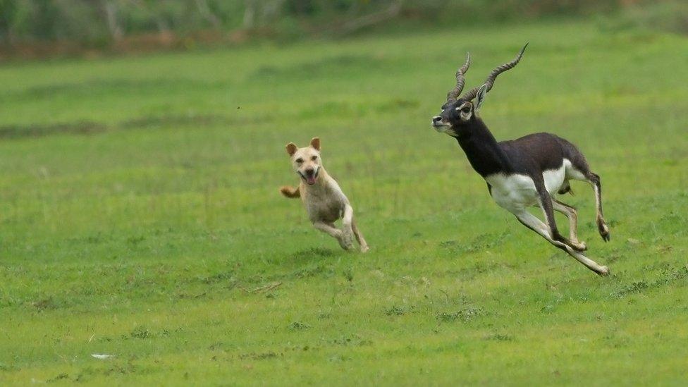 A free-ranging dog chases a blackbuck in Vetnoi of Indian state of Orissa