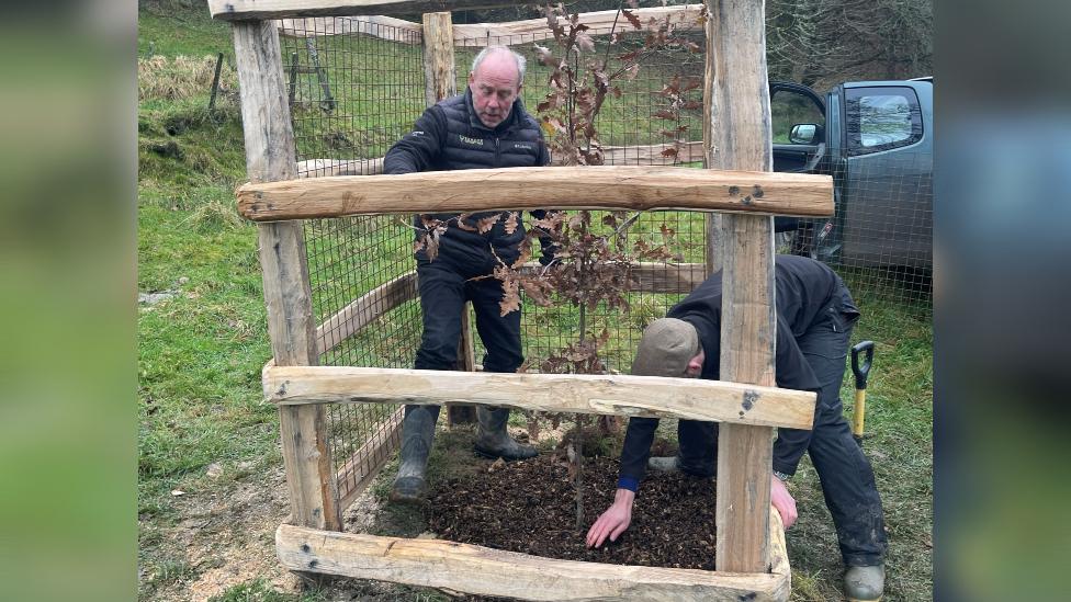 Planting trees on Exmoor