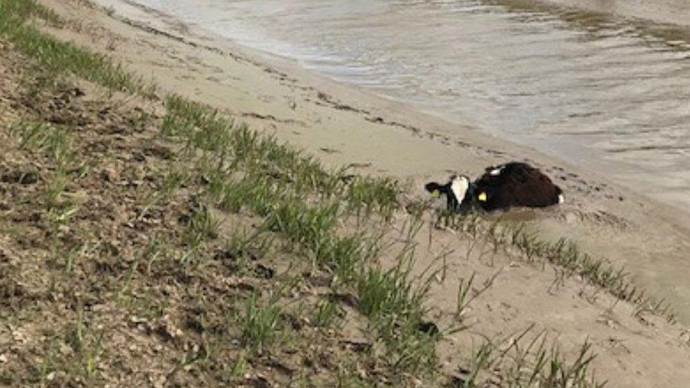 Cow stuck in mud