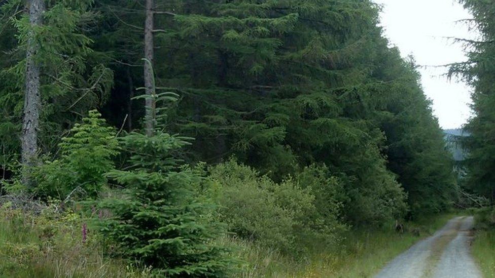 Clocaenog forest