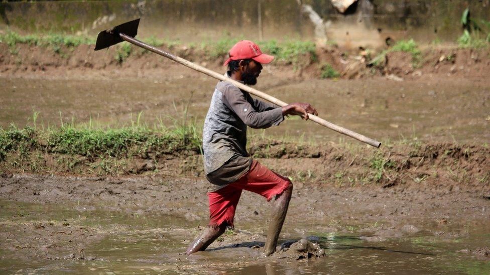 A farmer works at a paddy field in Dekatana, Sri Lanka