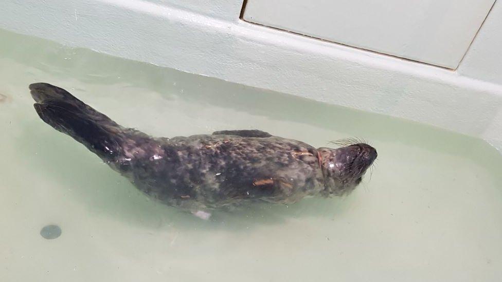 Seal swimming on its back