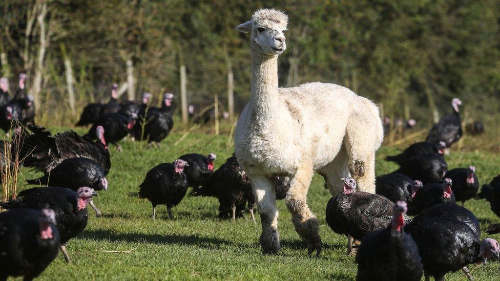 alpaca in a field with turkeys