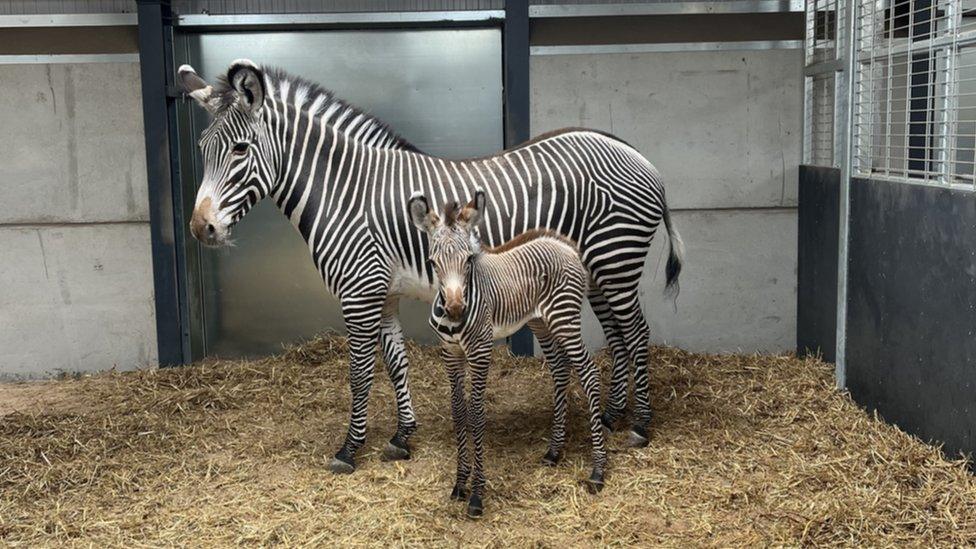 Grevy's Zebras