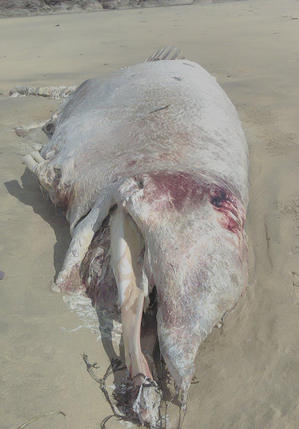 Scottish Marine Animal Stranding Scheme