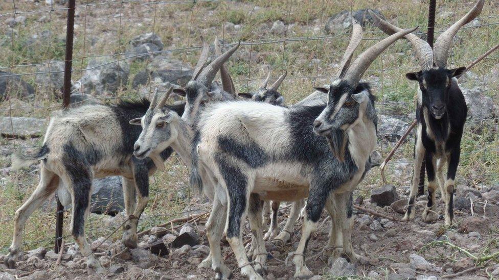 The goats have eaten most of the island's vegetation