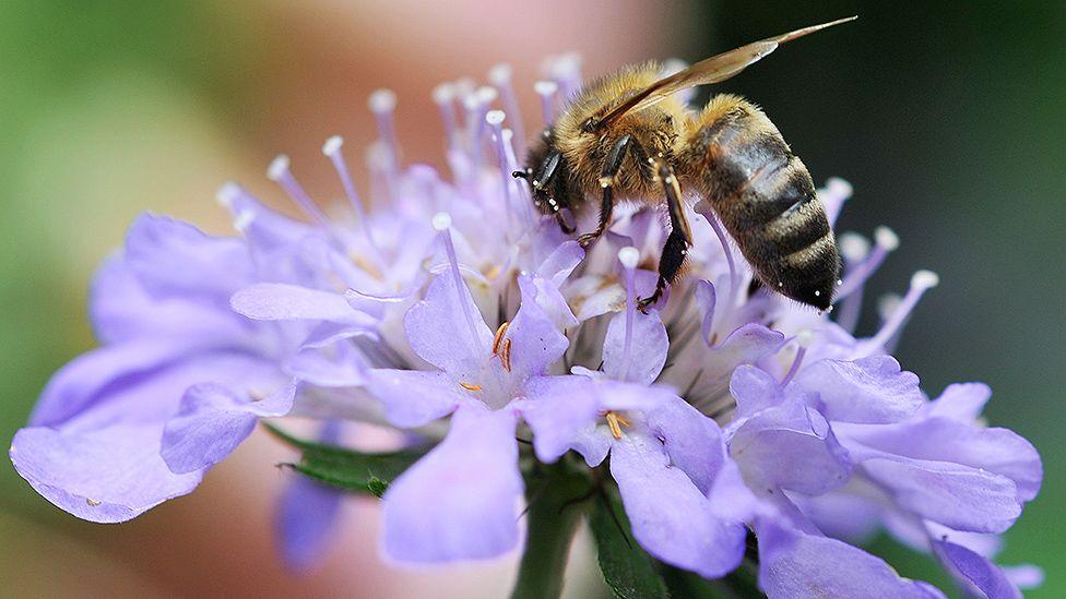 Close up image of a honey bee feeding on nectar from a purple-petalled flower