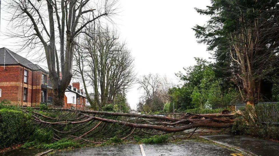 Tree blown over by Storm Eowyn