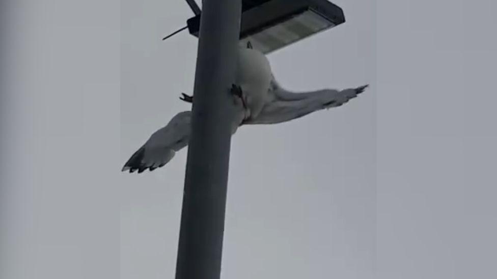 Herring gull stuck upside down on a lamppost