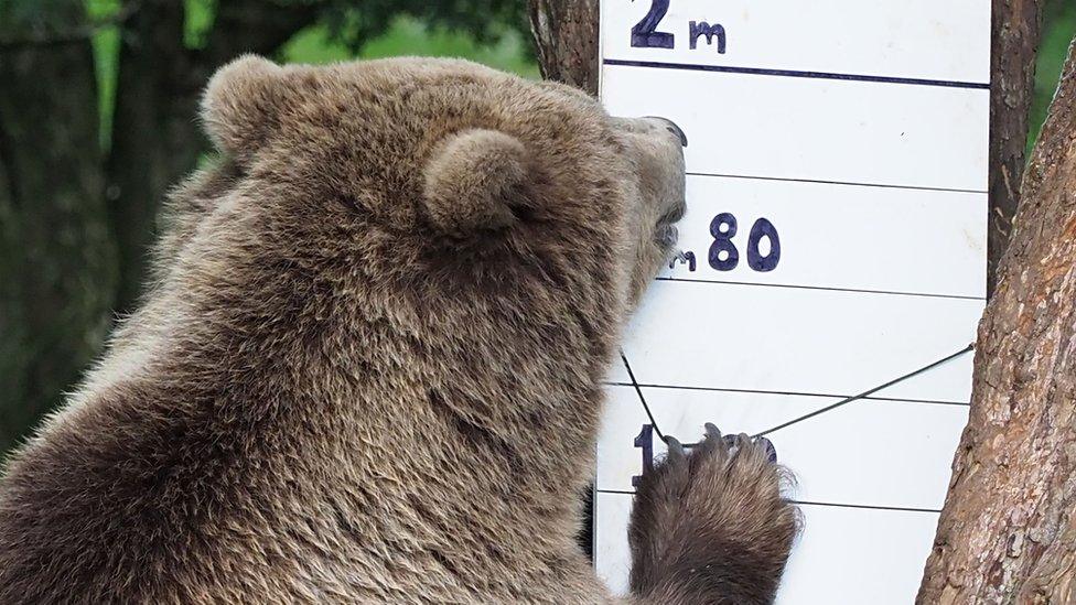 Brown-bear-getting-measured.