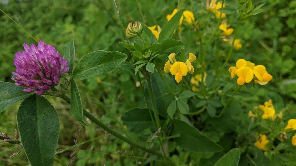 Purple and yellow wildflowers in a garden setting