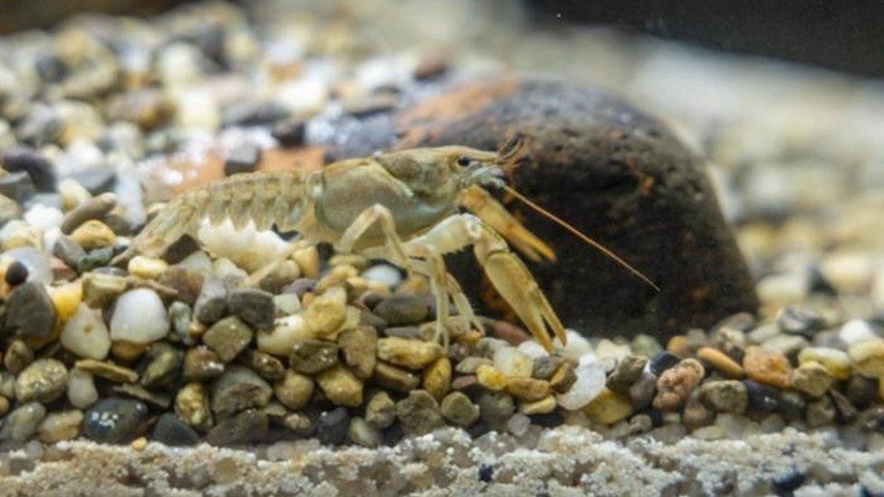 White-clawed crayfish