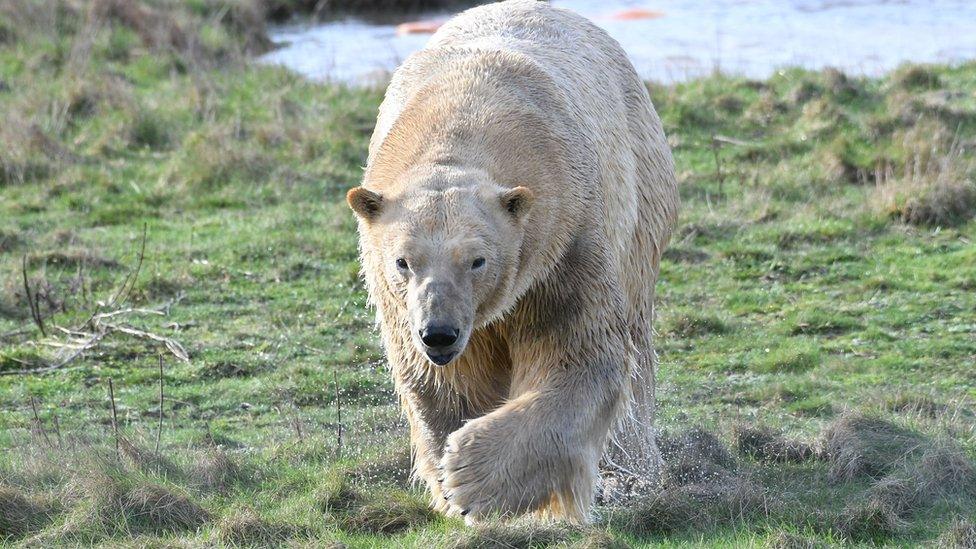 Rasputin the polar bear walking