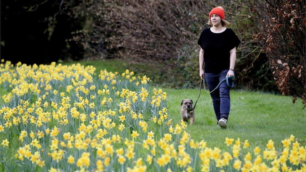 Kathryn Sharples and her dog, Iggy, visit a patch of blossoming daffodils in Maidenhead, Berkshire, on 26 December 2015