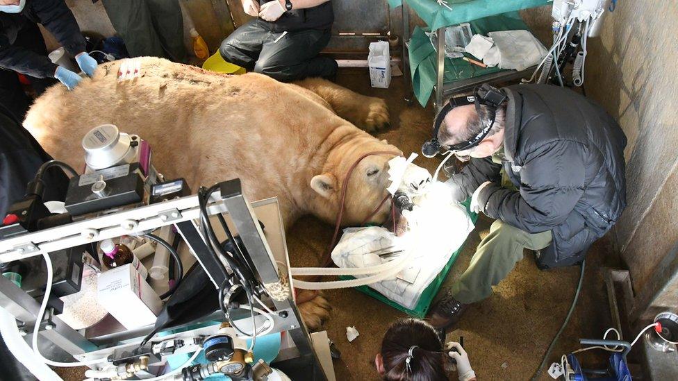 The procedure to remove the tooth and create a new canine took an hour