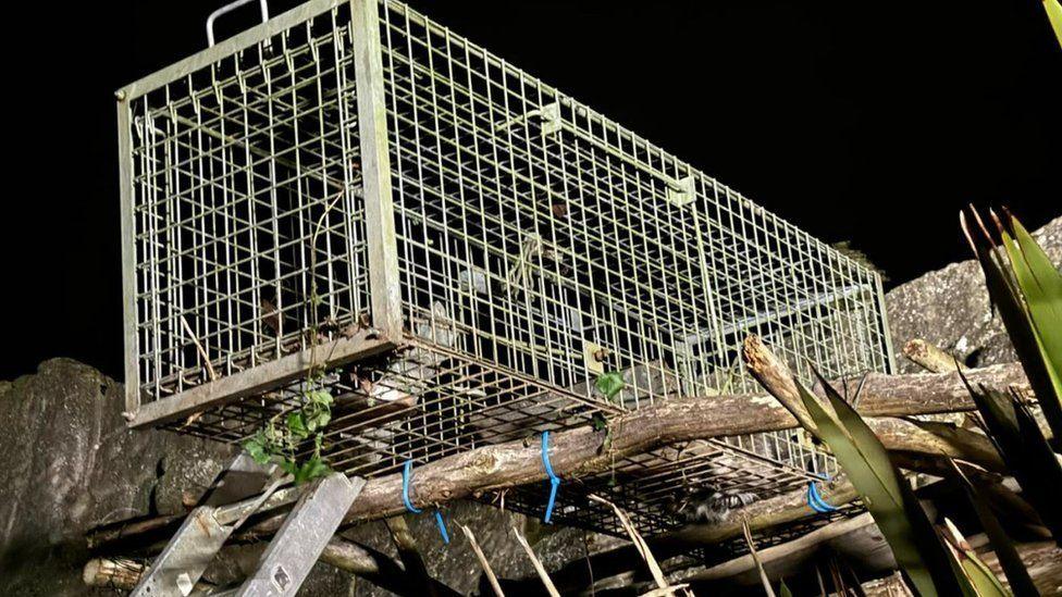 Ladder up to tree branches with large metal trap on top.