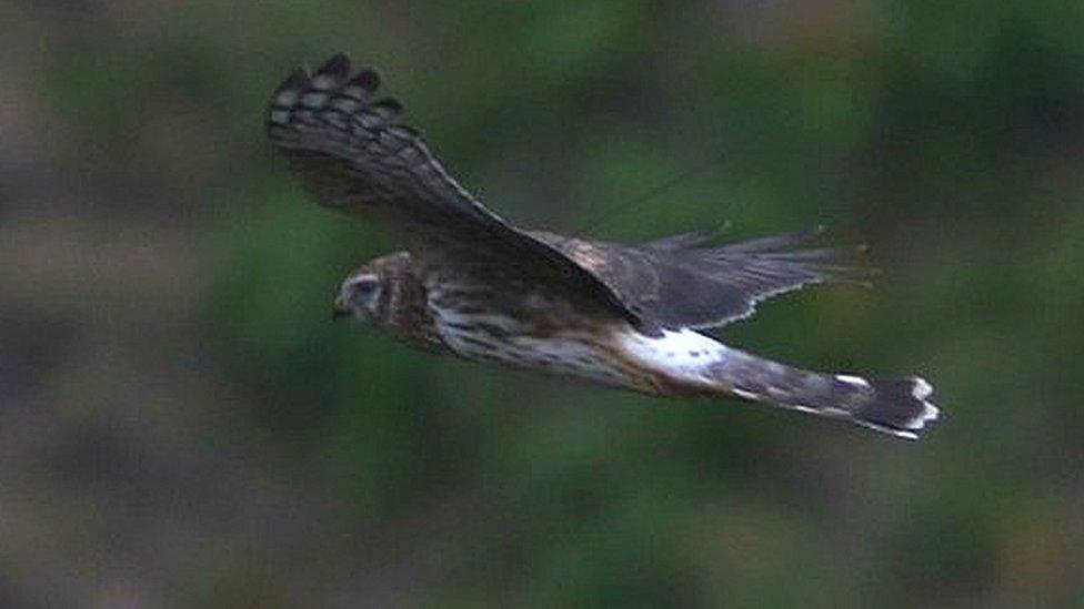 Hen Harrier