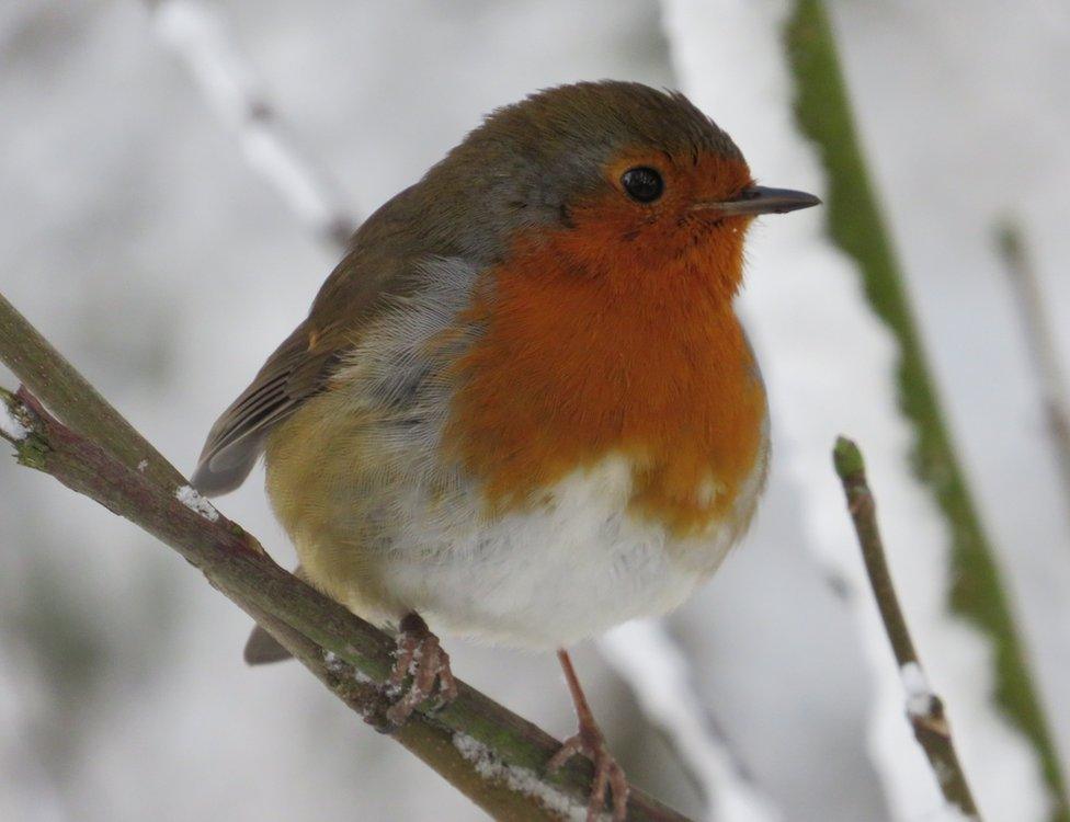 Kim Steven from Polbeth, West Lothian took this picture of a robinon a walk around Harlaw reservoir