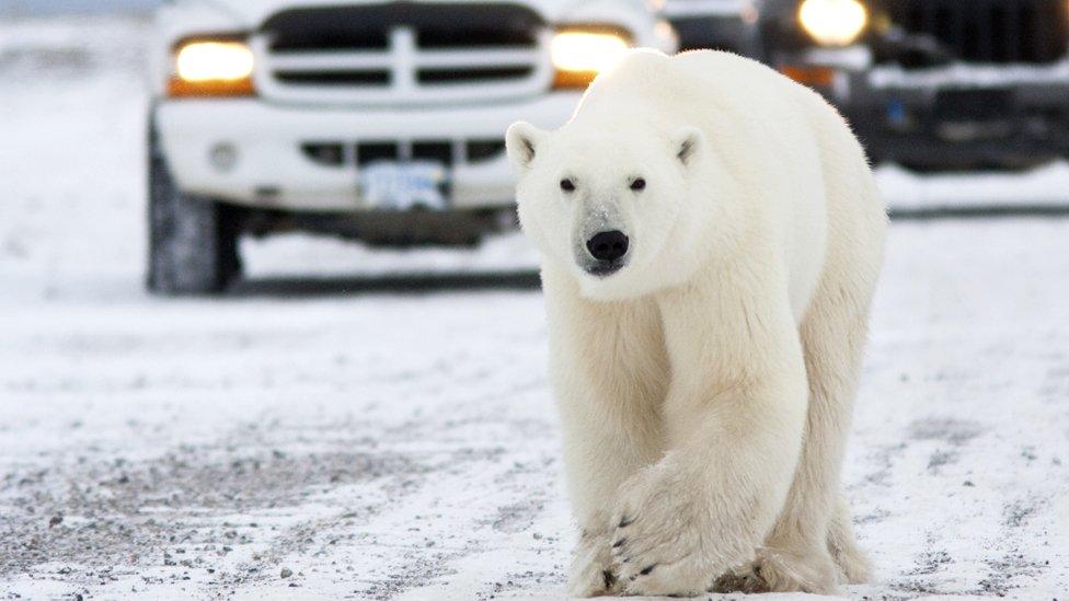 A polar bear walks on a road causing a traffic jam