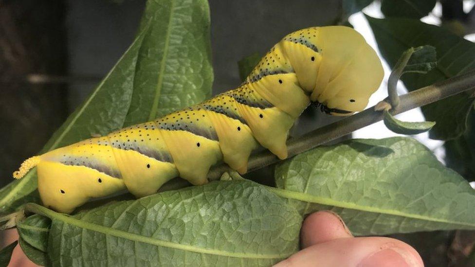 Caterpillar