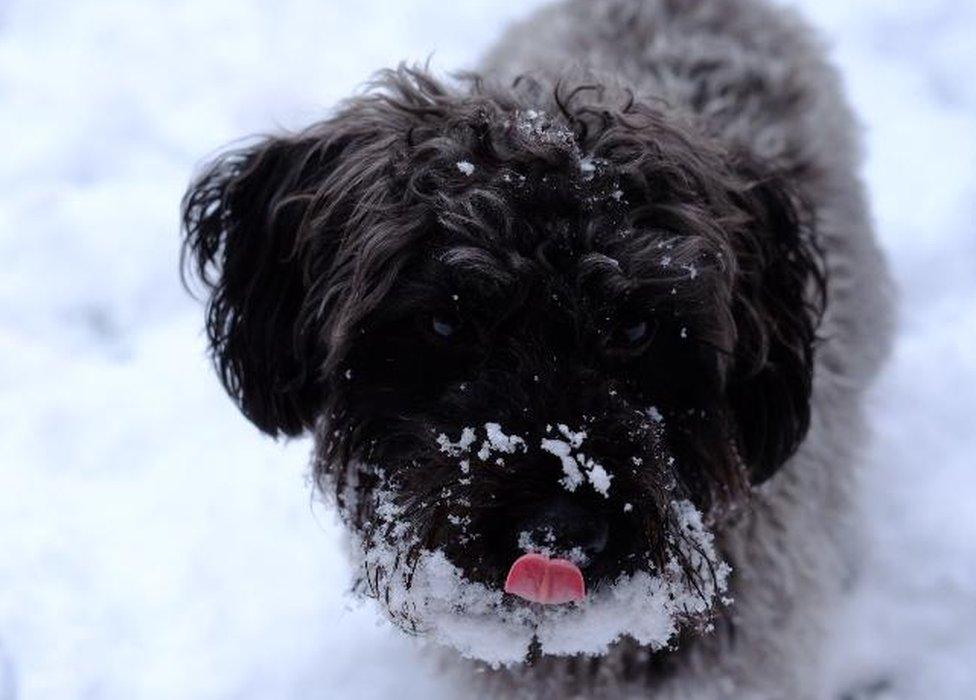 Dog in snow