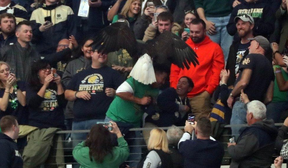 Clark the eagle lands on the shoulder of Notre Dame fan Albert Armas, as his son laughs and leans away to avoid the massive bird