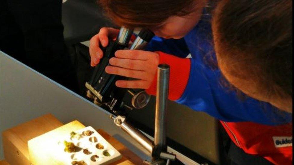 Girl studying bugs through a microscope