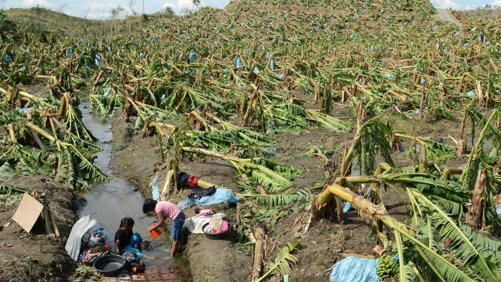 Two women clean up in a banana plantation after a typhoon