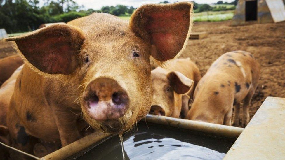 A pig at a trough