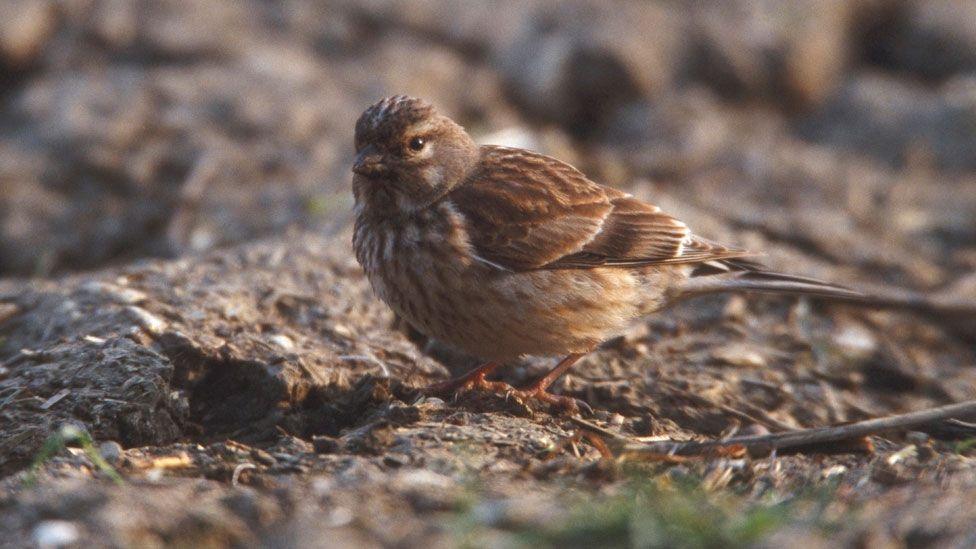 A small round linnet standing on ploughed earth feeding on grain