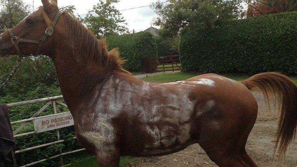 Distressed horse, pictured by stud owner