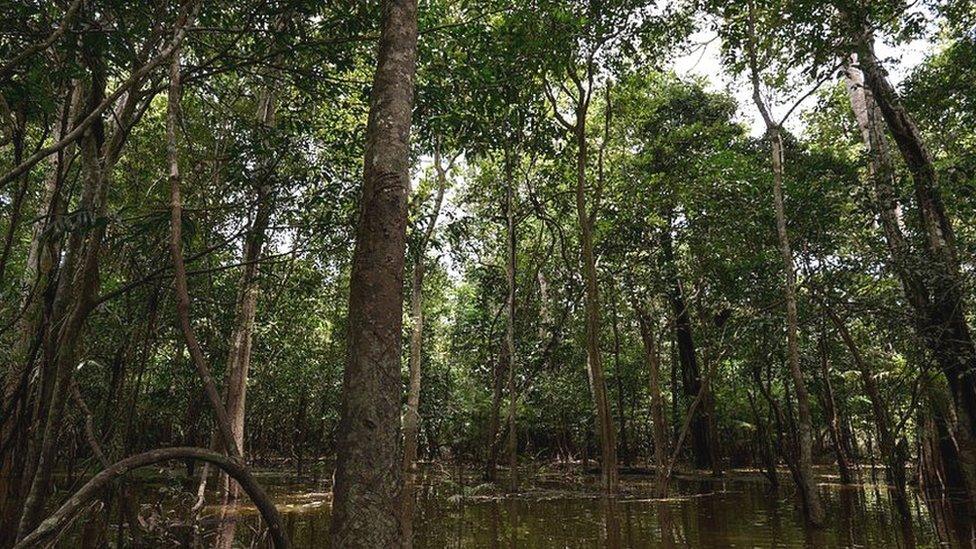 Trees in flooding areas, Manaus, Amazonia, Brazil