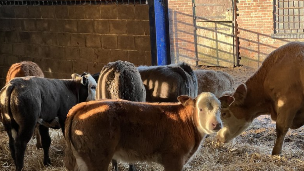 Cows on Andrew Dakin's farm