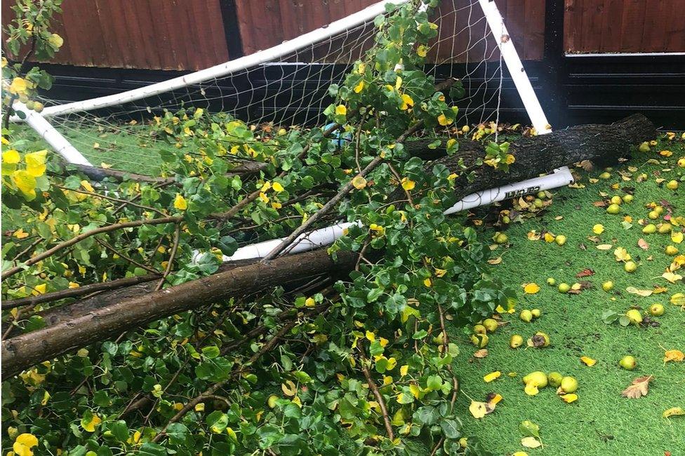 Fallen tree in Corby