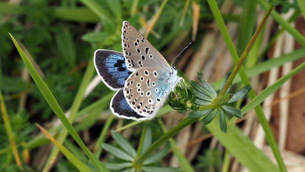 Large-blue-butterfly.